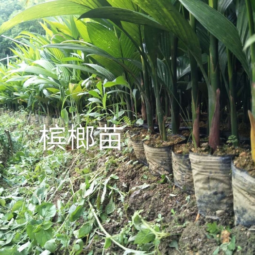 白沙县马槟榔苗  槟榔苗