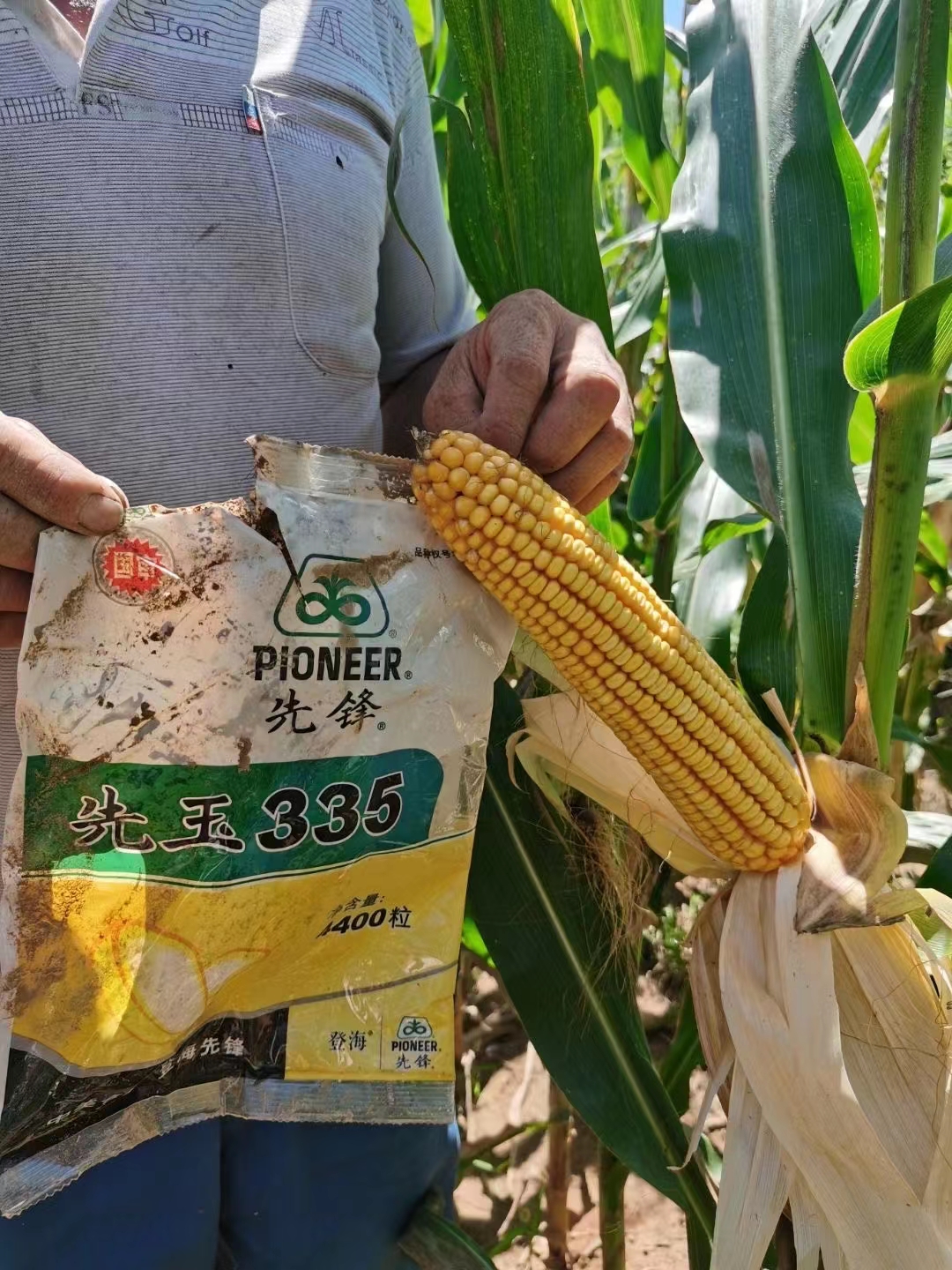 先玉335玉米种子  先玉335国内玉米种植面积第二大品种产