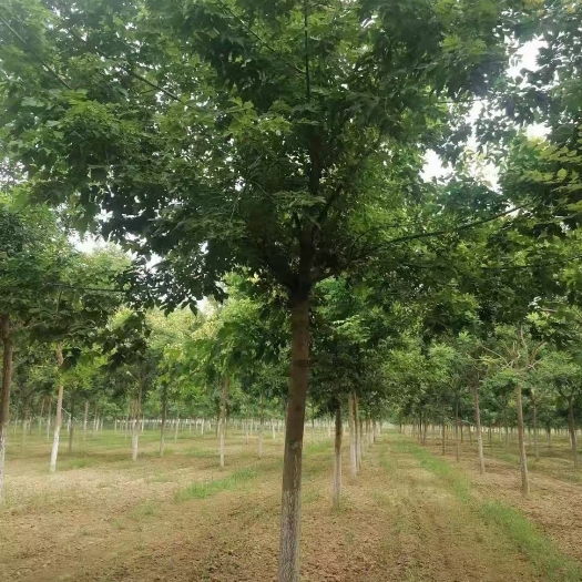 博野县花叶复叶槭 6-15公分绿叶复叶槭大量销售中价格优惠质量好数