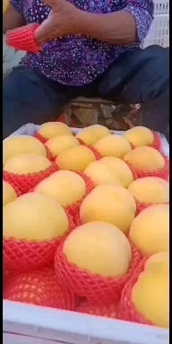 沂源县黄金黄桃  黄金桃脆甜离核