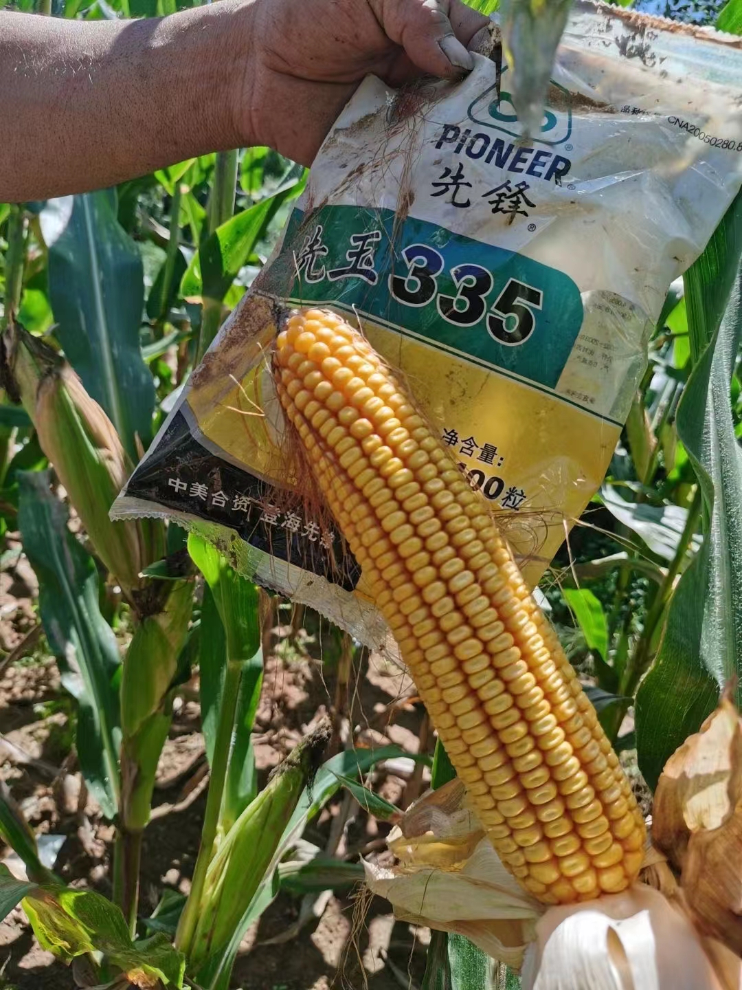 先玉335玉米种子  先玉335国内玉米种植面积第二大品种产