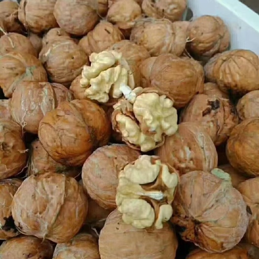迁安市 自家山核桃，清香饱满，现卖现剥