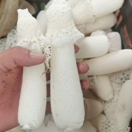 兴仁市红托竹荪  竹荪