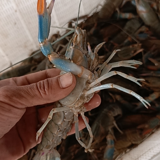 徐州 澳洲淡水小龙虾，蓝龙虾