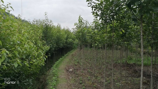 炎陵县半枫荷