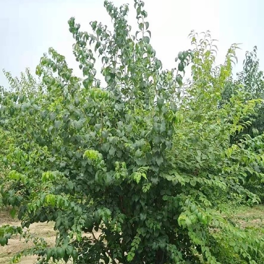 博野县 2-4米丛生暴马丁香大量销售中价格优惠质量好数量大