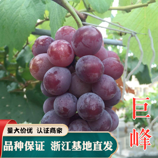 嵊州市巨峰葡萄苗口感好果大水多阳台庭院种植
