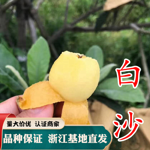 嵊州市白沙枇杷苗 浙江白枇杷苗 现挖现发 产地直销