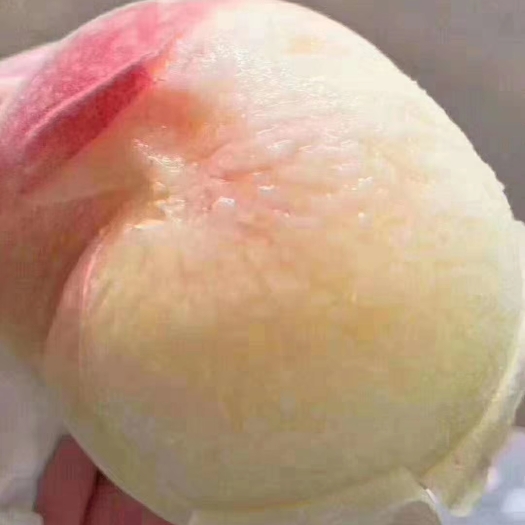 绍兴水蜜桃树苗，奉化水蜜桃苗 早，中，晩熟品种都有，包品种