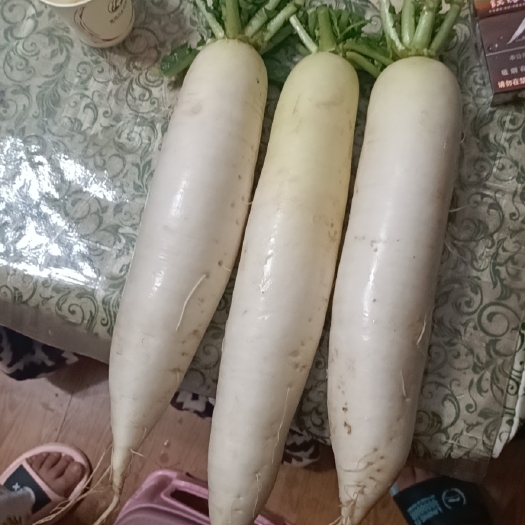 昭通白萝卜 次品老板    有意向的老板   看一看