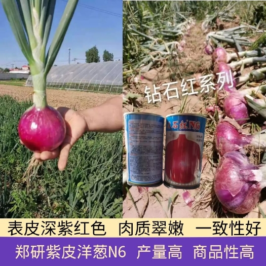 泌阳县紫皮洋葱种子 郑研洋葱种子钻石红N6  丰产性好  商品性佳  产量高