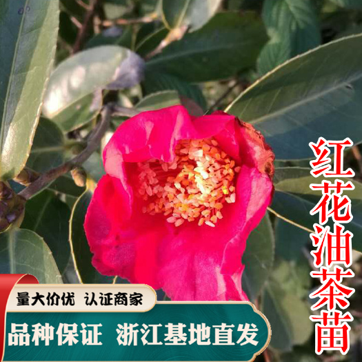 嵊州市油茶树大果红花油茶红花油茶树 浙江大果红花油茶籽播裸根苗