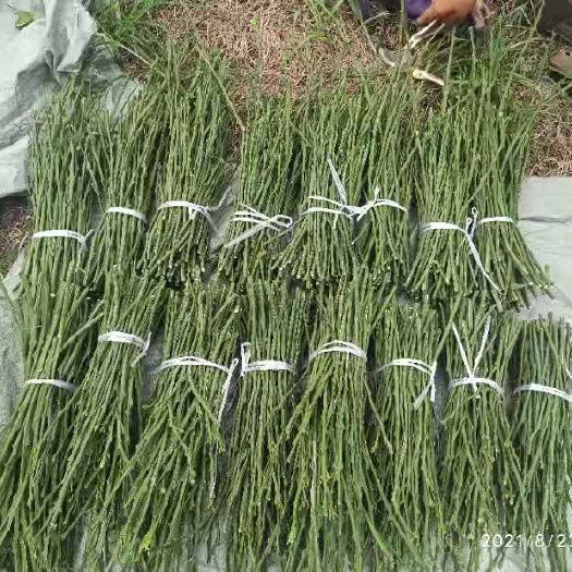 常德 柑橘枝条/由良枝条/早熟品种/纯度品质保证假一赔十/签订合同