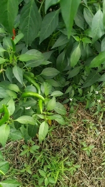 商丘小米椒 河南省商丘市睢阳区 