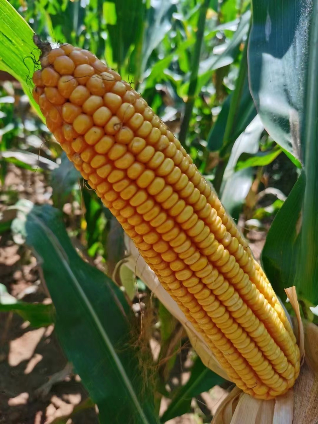 先玉335玉米种子  先玉335国内玉米种植面积第二大品种产