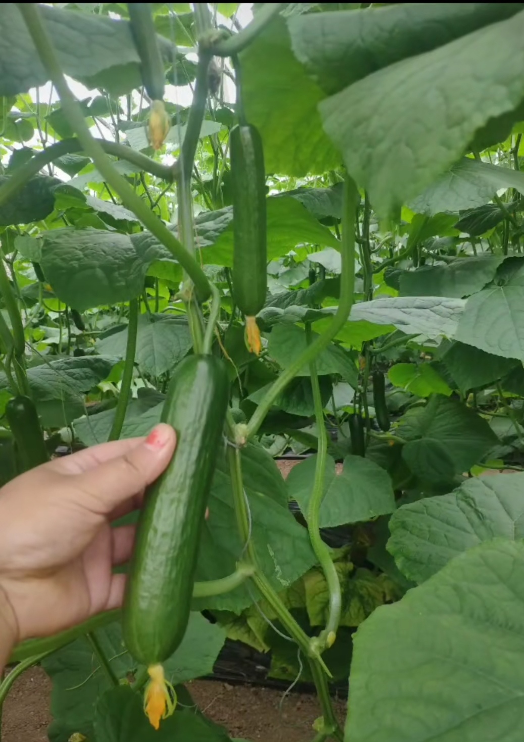 水果黄瓜 拇指水果小黄瓜