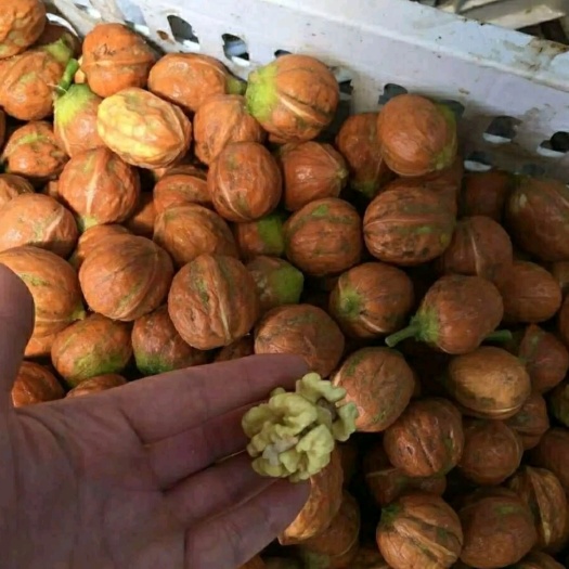 临城县 青皮核桃10一件