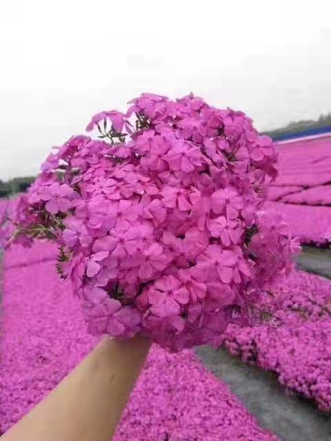 息县 福禄考（芝樱花）露地生产苗，花期长，花色艳，成活率高。