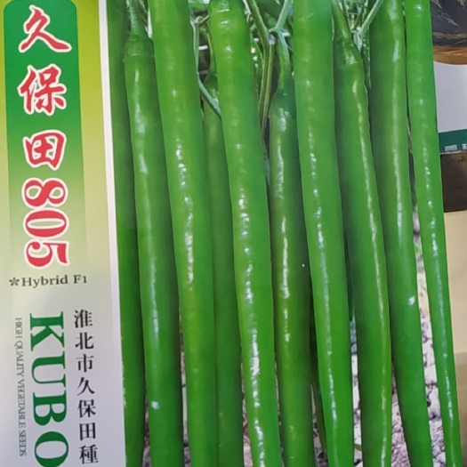 遂溪县8号线椒苗