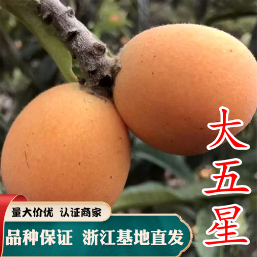 嵊州市大五星枇杷苗 根系发达 无病虫害 品种保证 基地直销