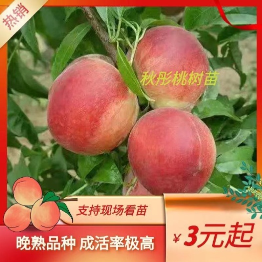 泰安秋彤桃树苗  晚熟品种