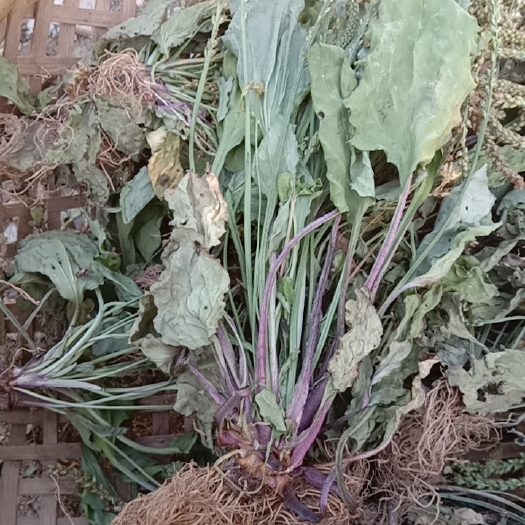 城口 车前草