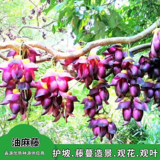 沭阳县护坡草种子  油麻藤种子 多年生豆科爬藤乔林灌木 蜜源绿化护