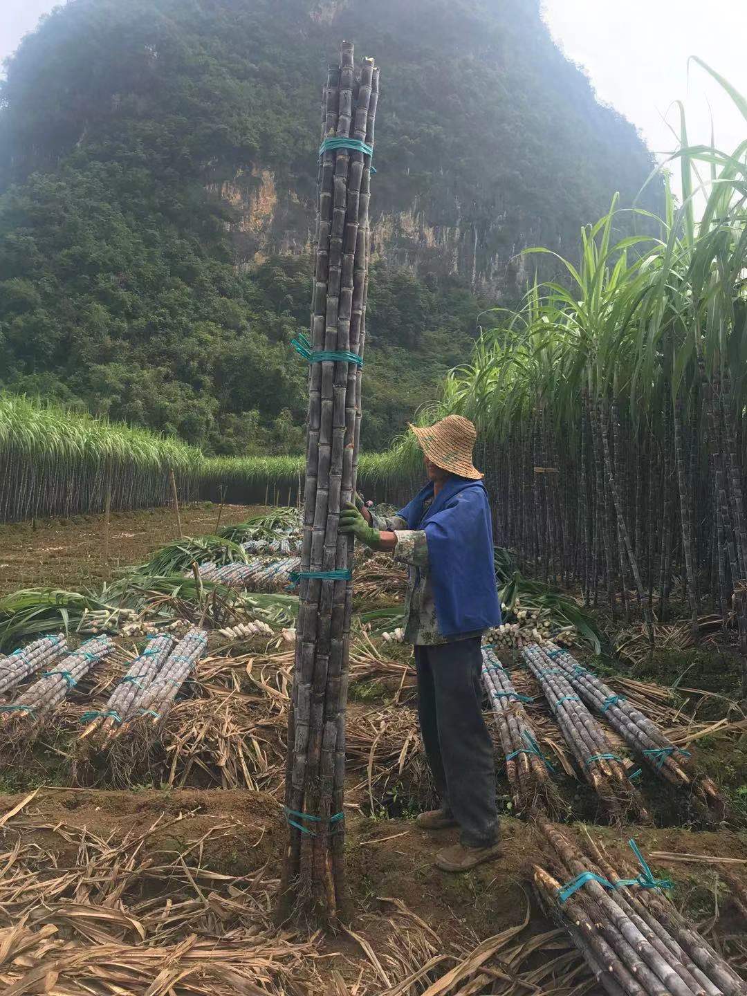 黑皮甘蔗产地直销  一手货源  质量保证  有便宜回头车