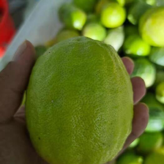 恩平市广东无籽香水柠檬新鲜现摘奶茶饮品店专用批发