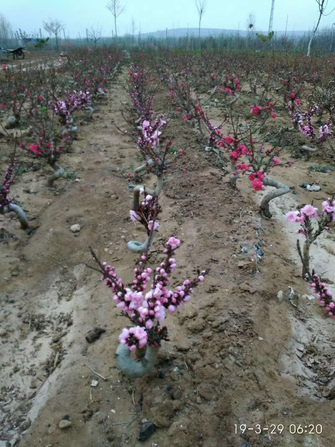 中華壽桃桃樹苗  中華壽桃壽星桃彎曲造型重瓣轉(zhuǎn)運(yùn)樹觀賞桃樹苗