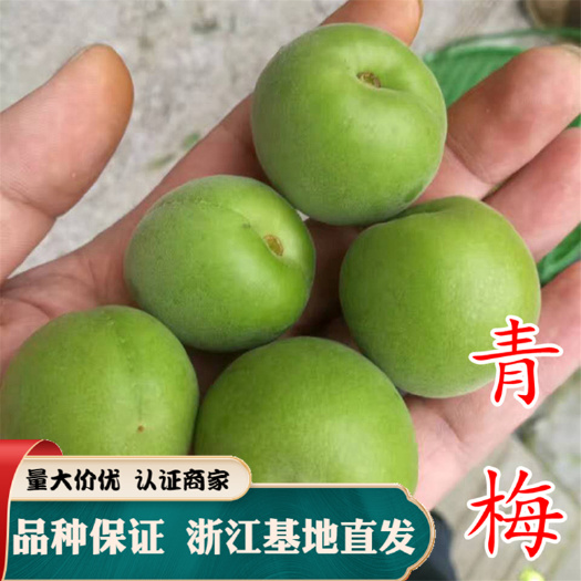 青梅苗 蜜嫁接泡酒萧山大青梅树苗长农17号酸梅乌梅苗基地批发