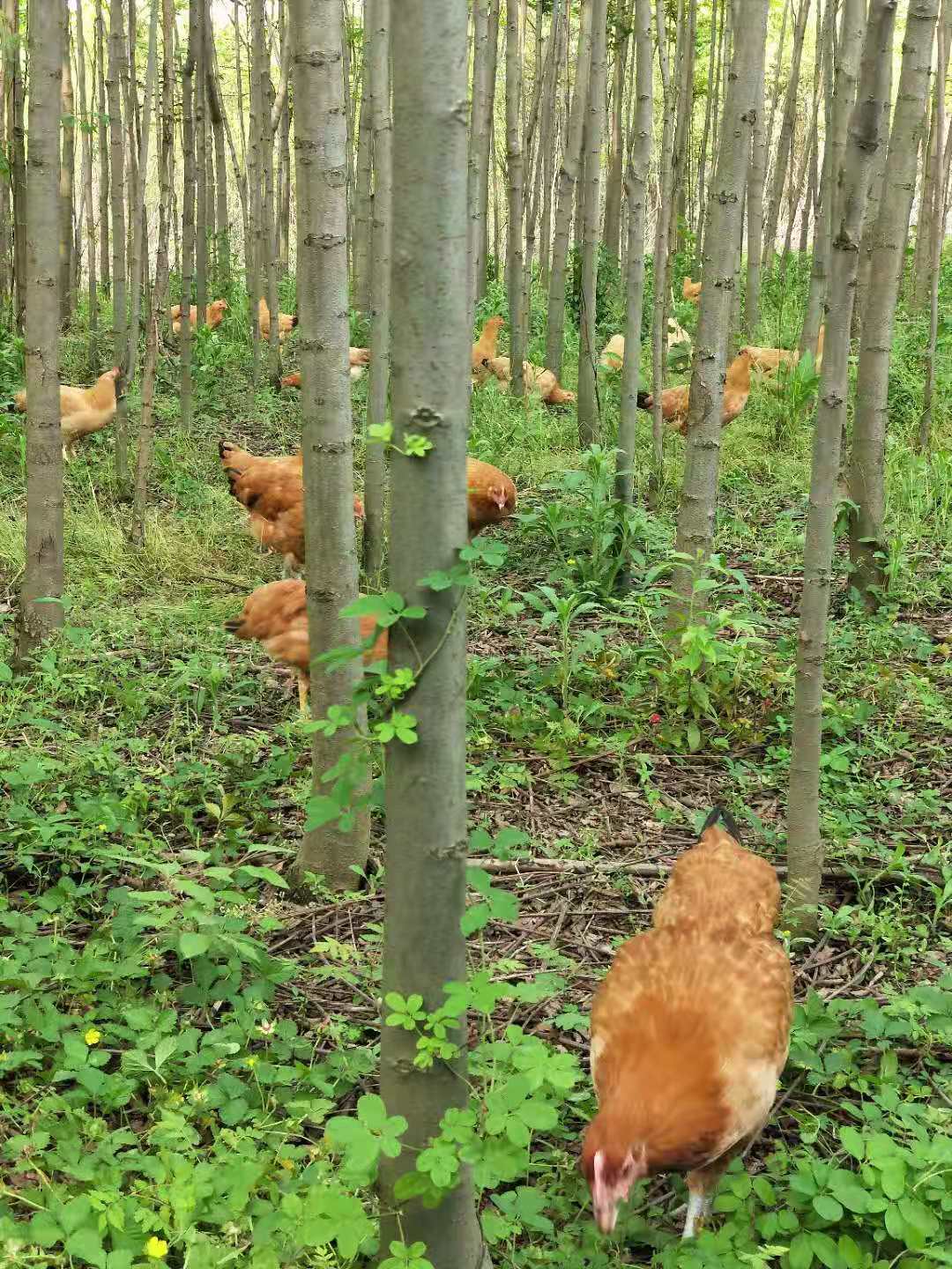 土鸡蛋，大别山角，山林放养虫草土鸡蛋。