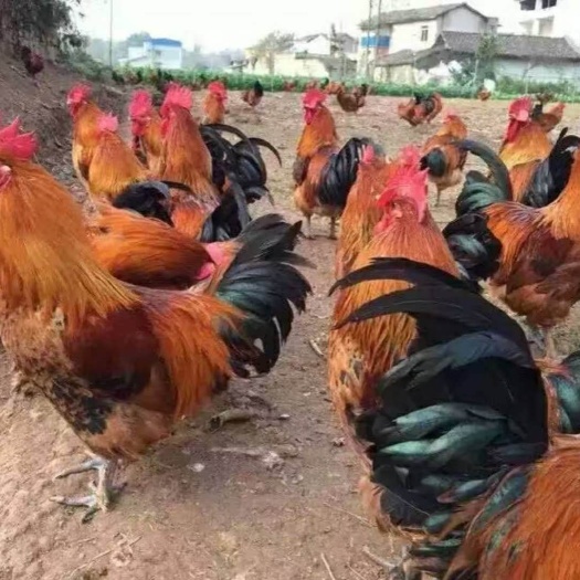 衡阳土鸡苗  优质大红羽黑尾公鸡苗