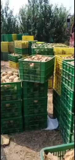 宁陵县 河南省宁陵县晚秋黄梨，酥梨大量上市开始走车中