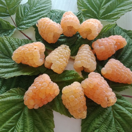 白山双季树莓苗黄树莓苗 双季黄树莓苗新品种适合大面积种植含糖量