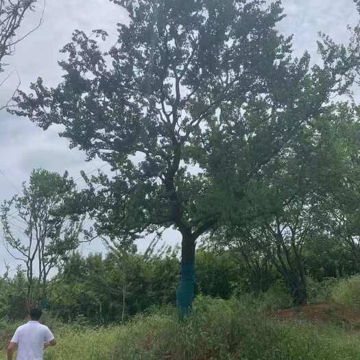 南京精品朴树，自产自销，可供应发票，欢迎新老朋友现场选购