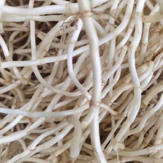 长沙县鱼腥草根 