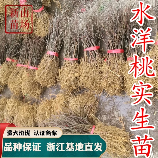 嵊州市水杨桃苗  实生猕猴桃苗 水洋桃苗猕猴桃 猕猴桃砧木 耐涝