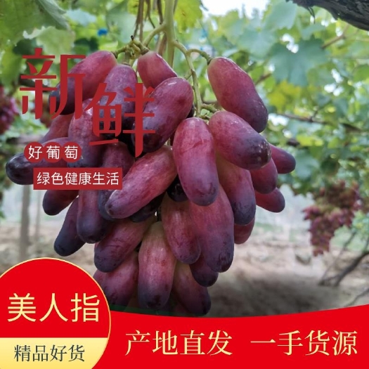涿鹿县美人指葡萄，自然果，不彭大，不催红。