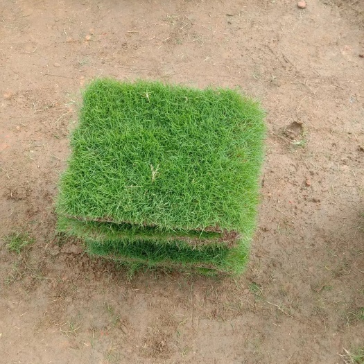 桂林马尼拉草皮 精品马尼拉基地自产自销
