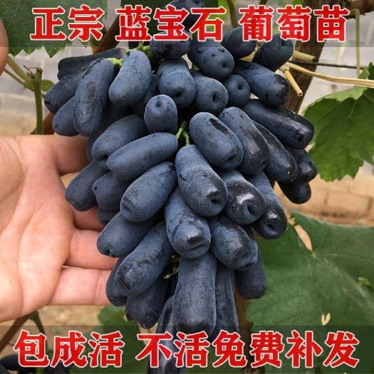 平邑县蓝宝石葡萄苗  皮薄肉多香甜可口，基地直销量大优惠可以来实地