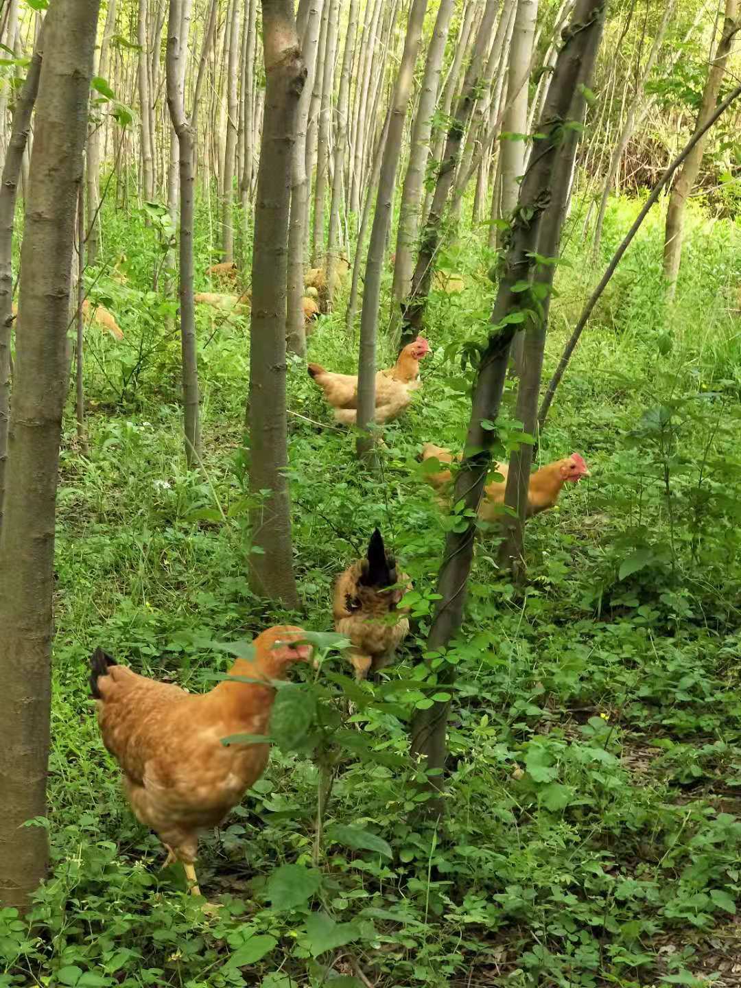 土鸡蛋，大别山角，山林放养虫草土鸡蛋。