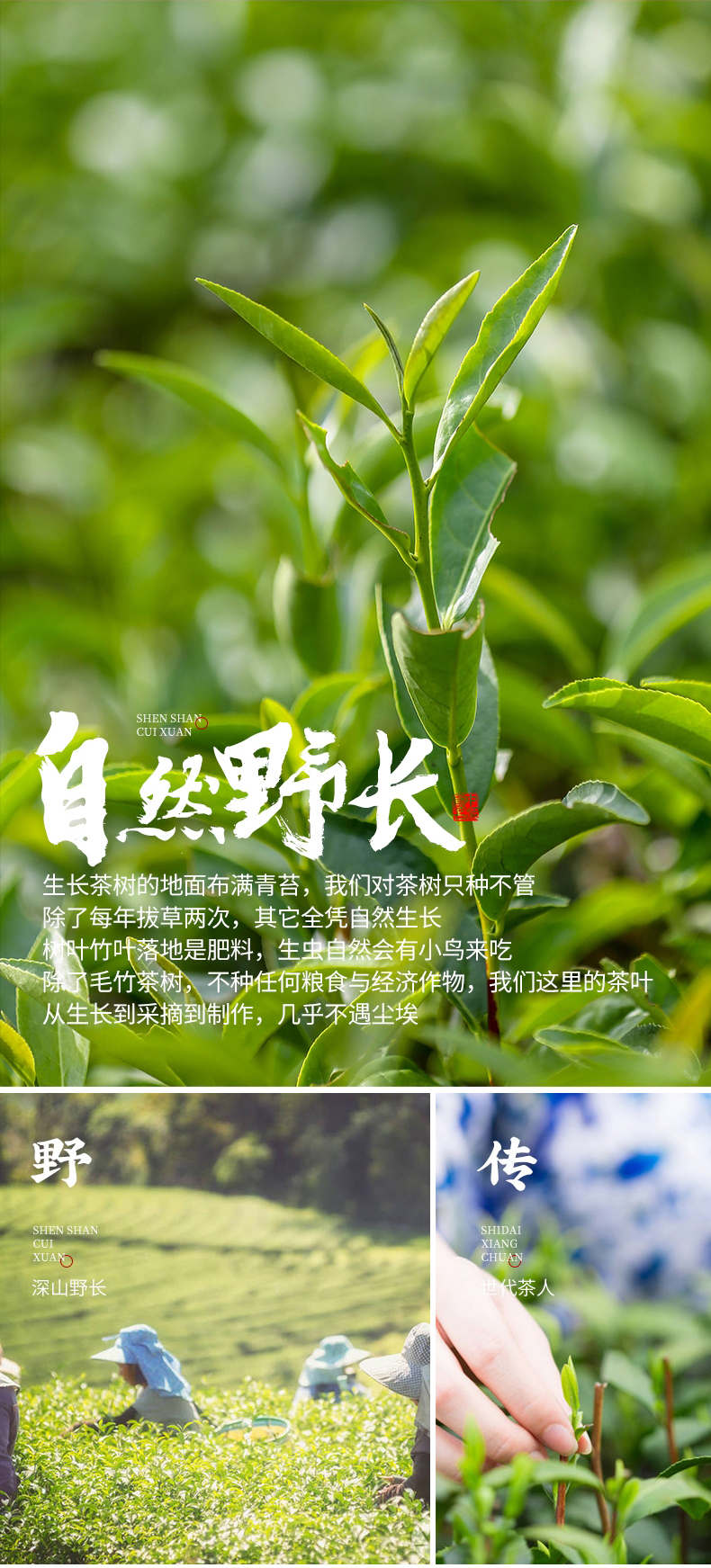 武夷山桐木关正山小种 正宗蜜香金骏眉红茶新茶茶叶罐装500克