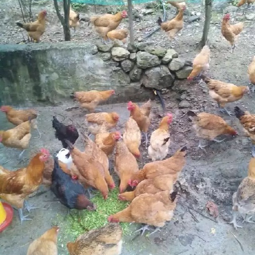 衡阳正宗土鸡苗，厂家直销，包打疫苗，包运费