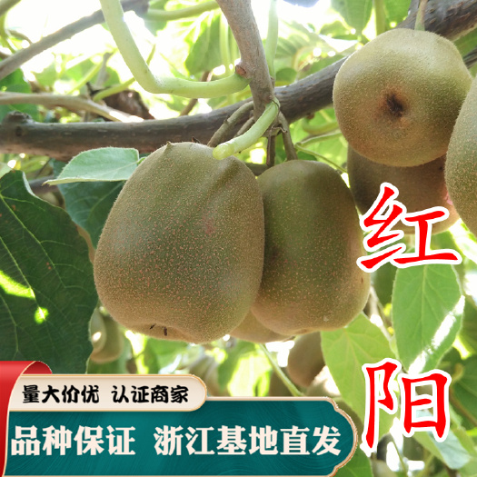 嵊州市红阳猕猴桃苗 红心猕猴桃 四川奇异果苗 猕猴桃苗 嫁接苗