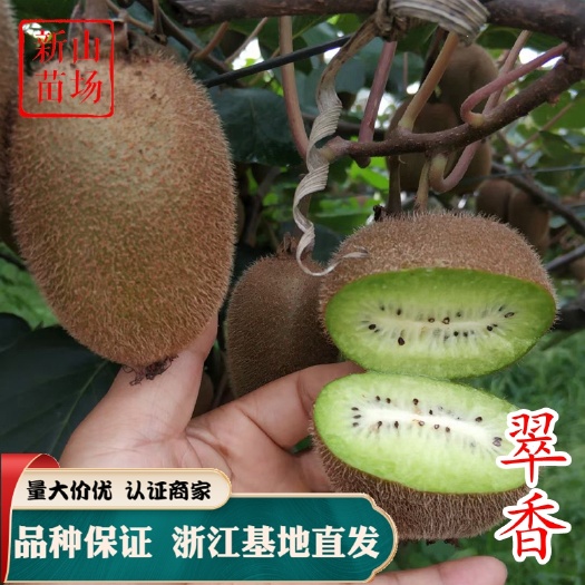 嵊州市翠香猕猴桃苗 绿心猕猴桃苗 嫁接苗抗 性好
