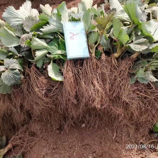 泰安章姬草莓苗  章姬草莓牛奶口味口味独特吸引人