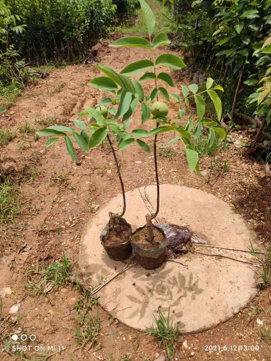 薄皮核桃苗 核桃樹苗