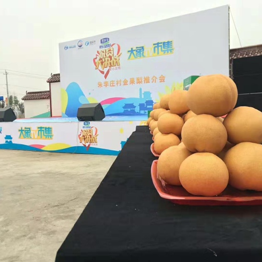 沈丘县金秋梨 朱李庄金果梨