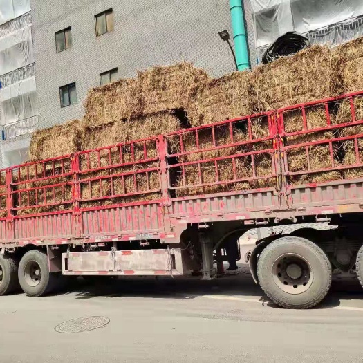 仁怀市干草类饲料 大量曲草销售
